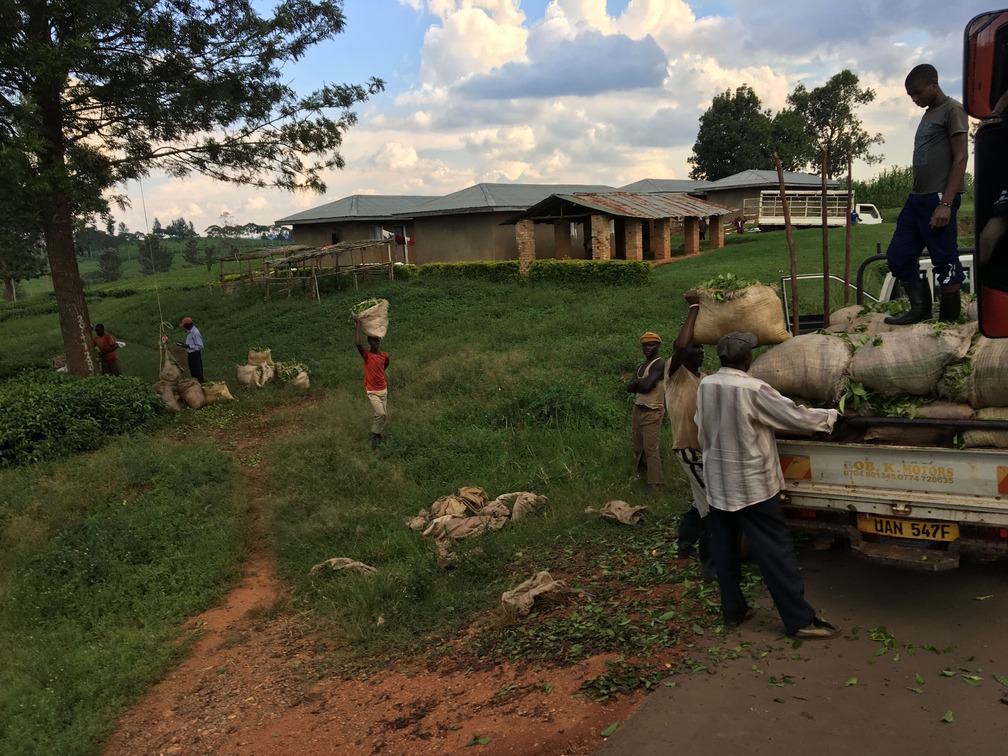 Landschaft und Landbevölkerung von Uganda